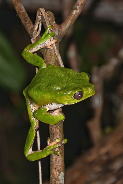 Giant leaf frog bij Coesewijne